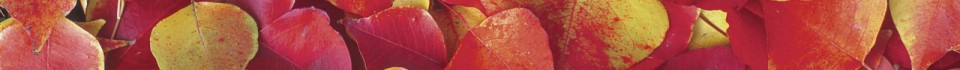 Leaves in Fall Color on Ground
